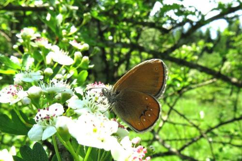 Réf. 164 494 : Coenonympha hero