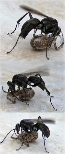 Réf. 164 036 : Pompilinae inconnu
