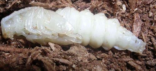 Tragosoma depsarium