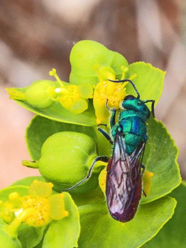 Réf. 164 094 : Chrysura sp.