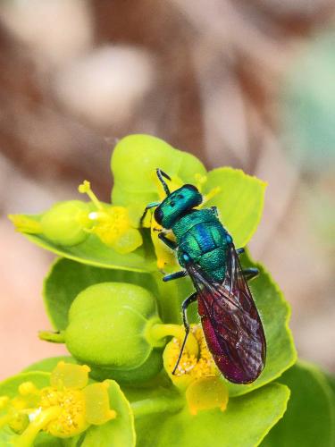Réf. 164 095 : Chrysura sp.