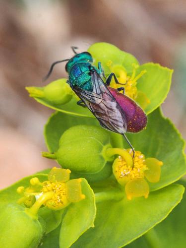 Réf. 164 096 : Chrysura sp.