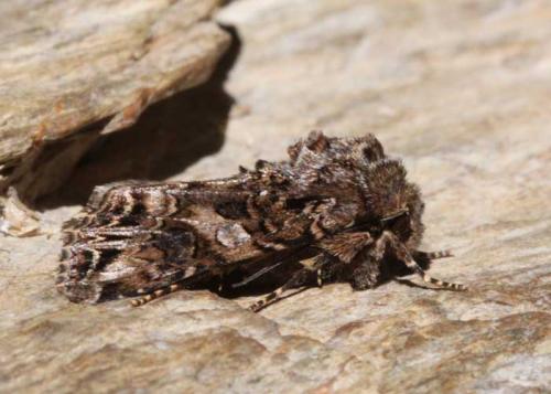 Réf. 164 281 : Anarta odontites