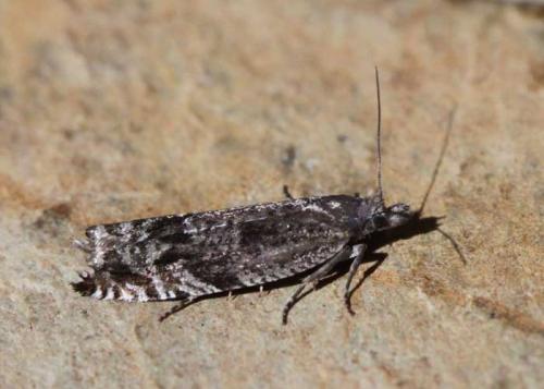 Réf. 164 299 : Ancylis unguicella