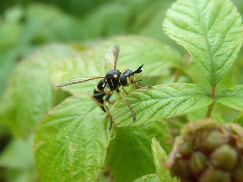 Réf. 164 342 : Conops ceriaeformis