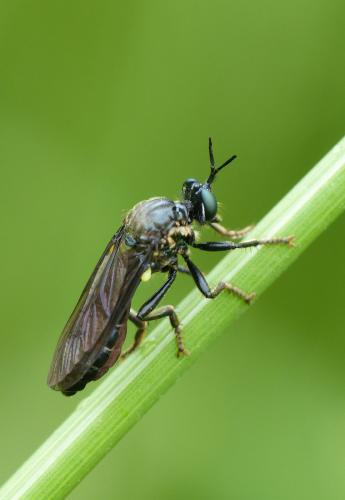 Réf. 164 690 : Dioctria atricapilla