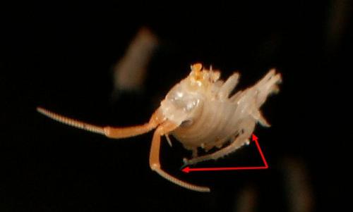 Talitrus saltator