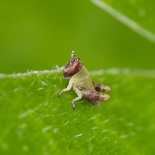 Pezotettix giornae