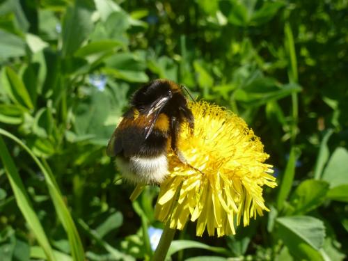 Bombus terrestris