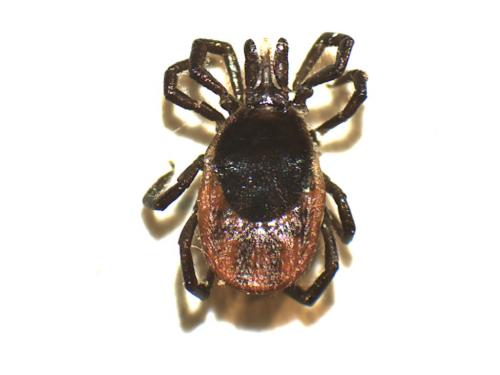 Ixodes ricinus