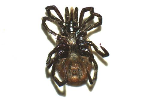 Réf. 164 891 : Ixodes ricinus