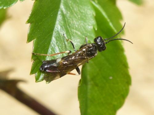 Emphytus cinctus