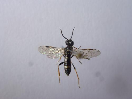 Emphytus cinctus