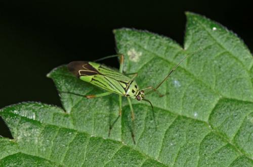 Réf. 164 959 : Mermitelocerus schmidtii