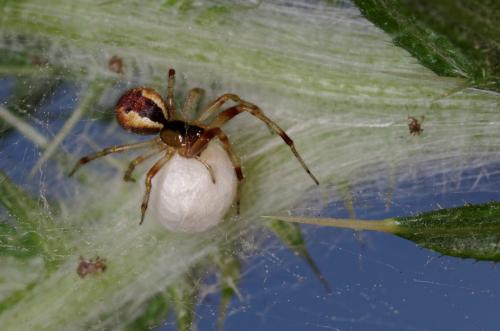 Anelosimus sp.
