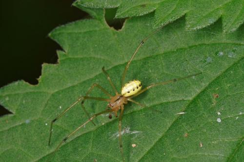 Enoplognatha sp.
