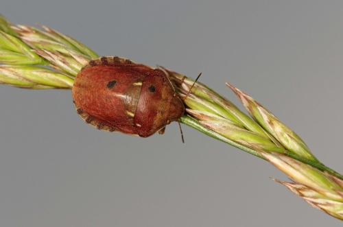 Réf. 164 971 : Eurygaster maura