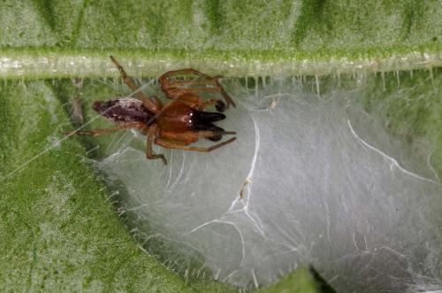 Clubiona sp.