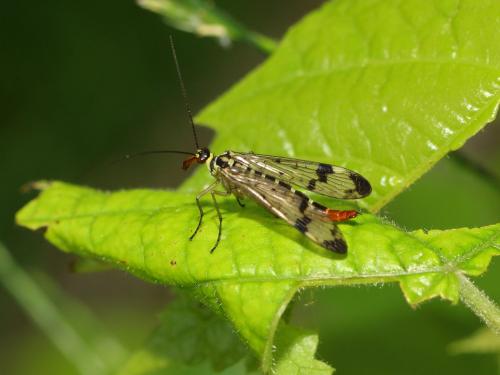 Panorpa communis