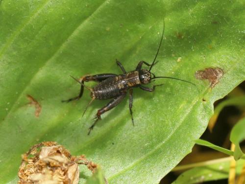 Réf. 164 874 : Nemobius sylvestris sylvestris