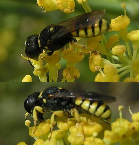 Réf. 164 038 : Lestica clypeata