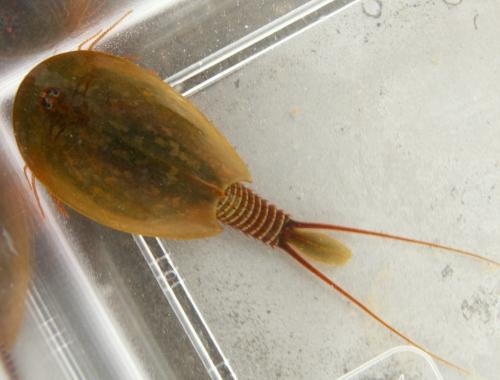 Réf. 164 106 : Lepidurus apus