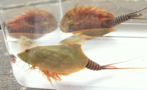 Réf. 164 107 : Lepidurus apus