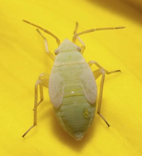 Megalocoleus sp.