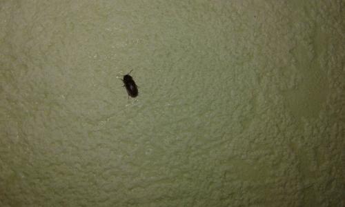 Stegobium paniceum