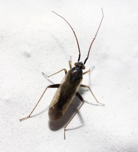 Réf. 164 768 : Tragiscocoris fieberi