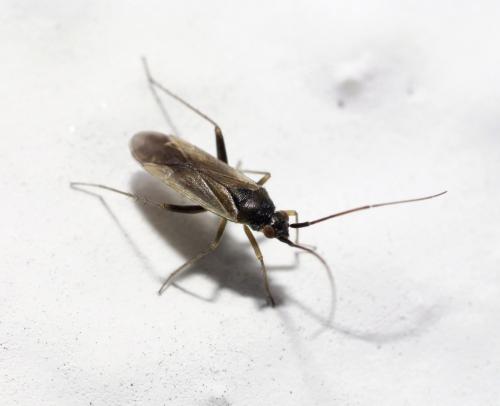 Tragiscocoris fieberi