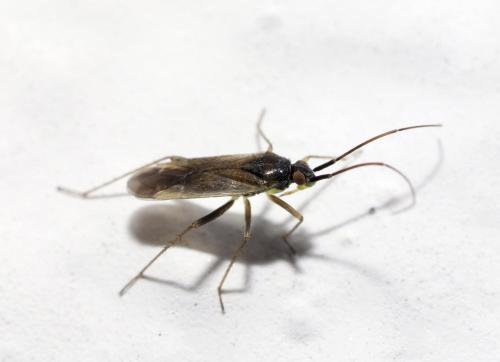 Tragiscocoris fieberi