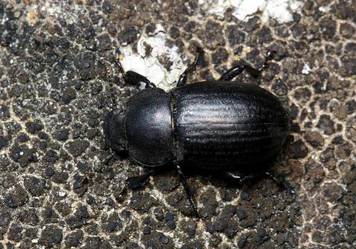 Réf. 164 449 : Phylan abbreviatus