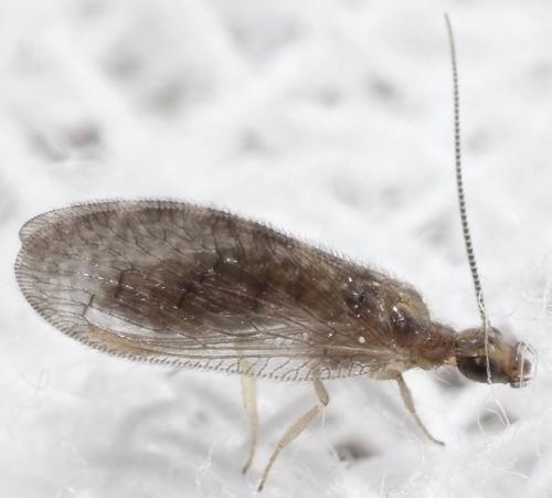 Réf. 164 788 : Sympherobius sp.