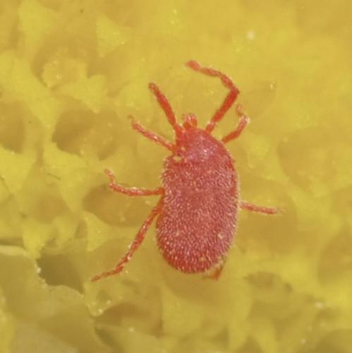 Balaustium murorum