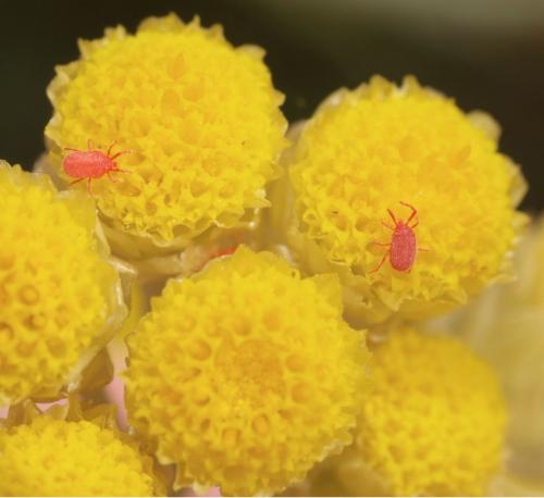 Balaustium murorum
