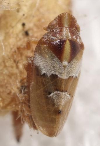 Tettigometra sp.