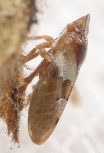 Tettigometra sp.