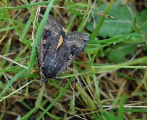 Réf. 164 282 : Noctua pronuba