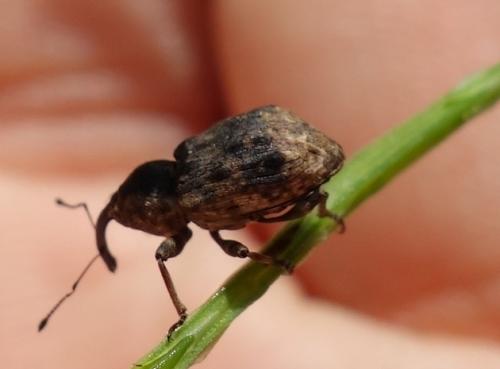 Grypus equiseti