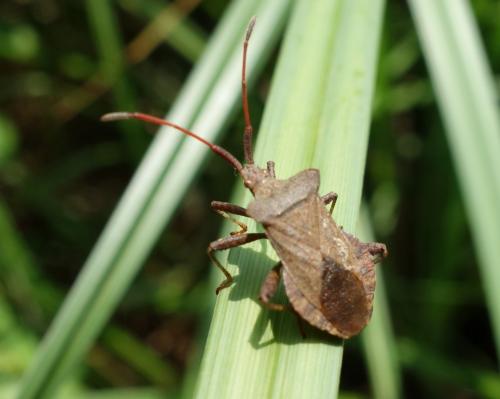 Coreus marginatus