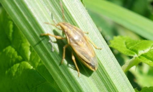 Aelia acuminata