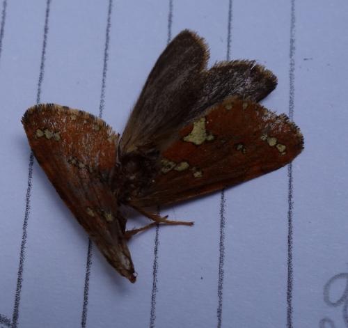 Phymatopus hecta