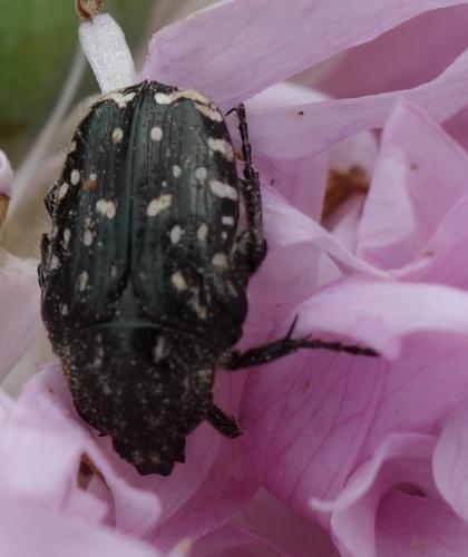 Oxythyrea funesta