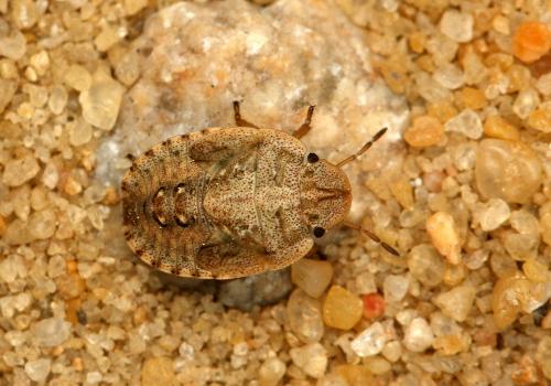 Réf. 164 451 : Sciocoris helferii