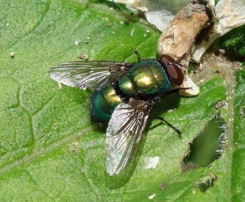 Réf. 164 939 : Lucilia ampullacea