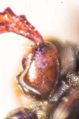 Pleurophorus caesus