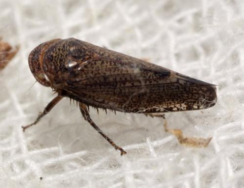 Selenocephalus sp.