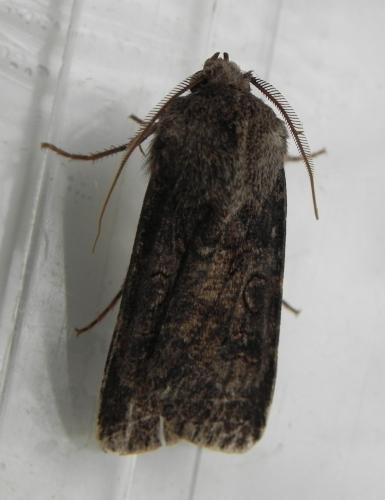 Réf. 164 797 : Agrotis segetum