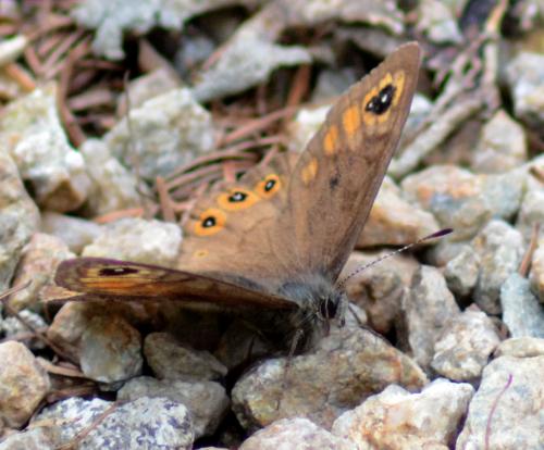 Lasiommata petropolitana